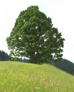 Baum Ahorn Acer pseudoplatanus