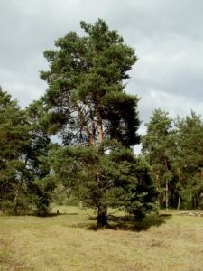 Baum Föhre Pinus sylvestris
